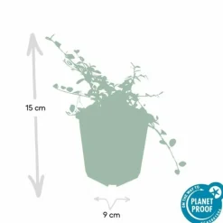 La Green Touch Plantes De Haies | - Cotonéaster de dammer 'streib's findling' x6 – entre 0,38 et 0,5m2