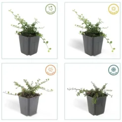 La Green Touch Plantes De Haies | - Cotonéaster de dammer 'streib's findling' x6 – entre 0,38 et 0,5m2