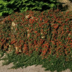 La Green Touch Plantes De Haies | - Cotonéaster de dammer 'streib's findling' x6 – entre 0,38 et 0,5m2