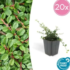 La Green Touch Plantes De Haies | - Cotonéaster de dammer 'streib's findling' x6 – entre 0,38 et 0,5m2