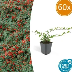 La Green Touch Plantes De Haies | - Cotonéaster de dammer 'major' x60 – entre 3,75 et 5m2