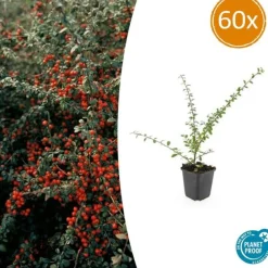 La Green Touch Plantes De Haies | - Cotonéaster de dammer 'coral beauty' x60 – entre 3,75 et 5m2