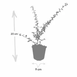 La Green Touch Plantes De Haies | - Cotonéaster de dammer 'coral beauty' x60 – entre 3,75 et 5m2