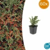 La Green Touch Plantes De Haies | - Cotonéaster horizontal x60 – entre 3,75 et 5m2