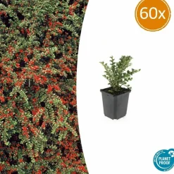 La Green Touch Plantes De Haies | - Cotonéaster horizontal x60 – entre 3,75 et 5m2