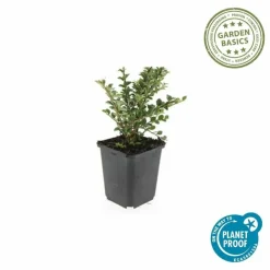 La Green Touch Plantes De Haies | - Cotonéaster horizontal x60 – entre 3,75 et 5m2