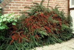 La Green Touch Plantes De Haies | - Cotonéaster horizontal x60 – entre 3,75 et 5m2