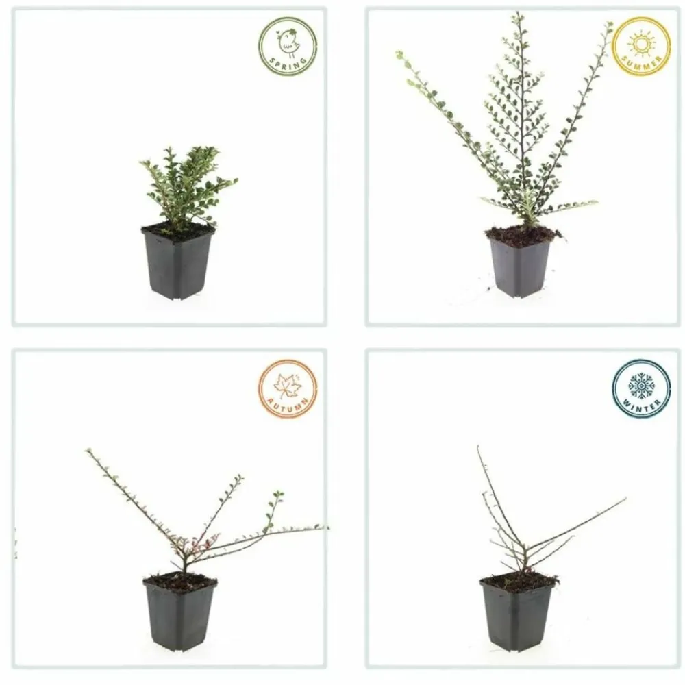 La Green Touch Plantes De Haies | - Cotonéaster horizontal x60 – entre 3,75 et 5m2