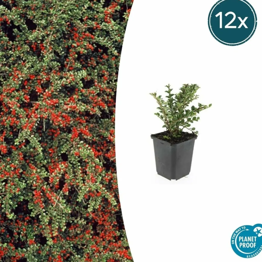 La Green Touch Plantes De Haies | - Cotonéaster horizontal x60 – entre 3,75 et 5m2