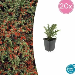 La Green Touch - Cotonéaster horizontal x6 – entre 0,38 et 0,5m2 Discount