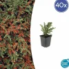 La Green Touch Plantes De Haies | - Cotonéaster horizontal x40 – entre 2,5 et 3,33m2