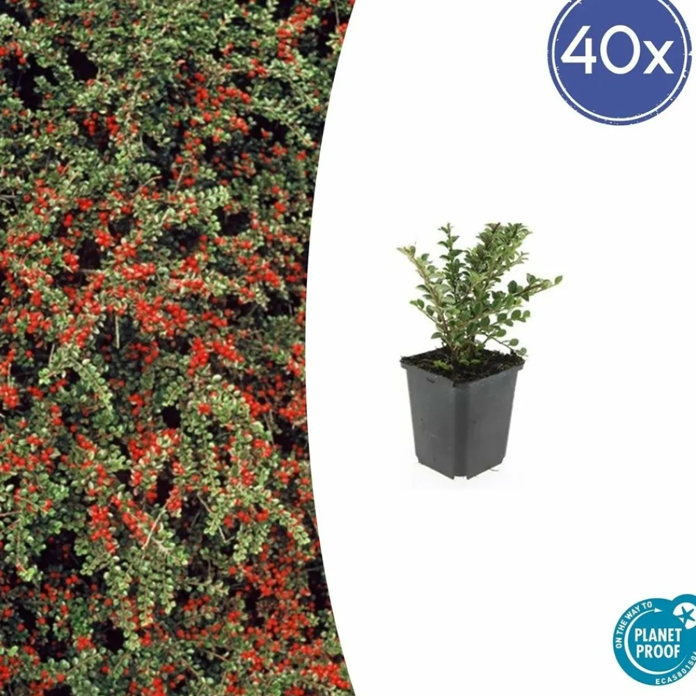 La Green Touch Plantes De Haies | - Cotonéaster horizontal x40 – entre 2,5 et 3,33m2