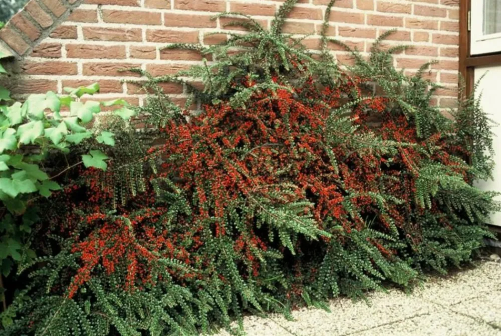 La Green Touch Plantes De Haies | - Cotonéaster horizontal x40 – entre 2,5 et 3,33m2