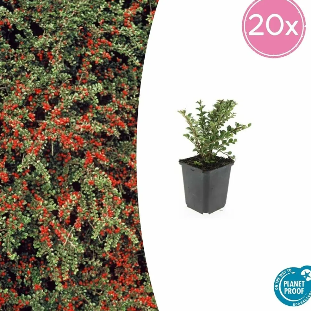 La Green Touch Plantes De Haies | - Cotonéaster horizontal x40 – entre 2,5 et 3,33m2