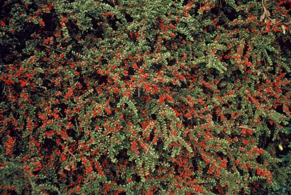 La Green Touch Plantes De Haies | - Cotonéaster horizontal x12 – entre 0,75 et 1m2