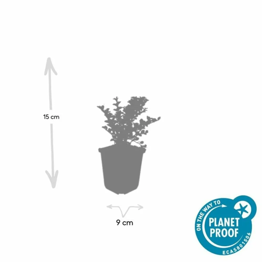 La Green Touch Plantes De Haies | - Cotonéaster horizontal x12 – entre 0,75 et 1m2