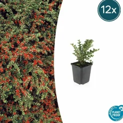 La Green Touch Plantes De Haies | - Cotonéaster horizontal x12 – entre 0,75 et 1m2