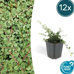 La Green Touch - Cotonéaster rampant 'queen of carpets' x12 – entre 0,75 et 1m2 Discount