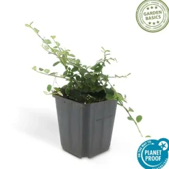 La Green Touch - Cotonéaster rampant 'queen of carpets' x12 – entre 0,75 et 1m2 Discount