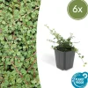 La Green Touch Plantes De Haies | - Cotonéaster rampant 'queen of carpets' x6 – entre 0,38 et 0,5m2