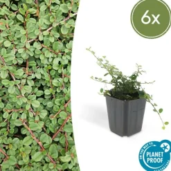 La Green Touch Plantes De Haies | - Cotonéaster rampant 'queen of carpets' x6 – entre 0,38 et 0,5m2