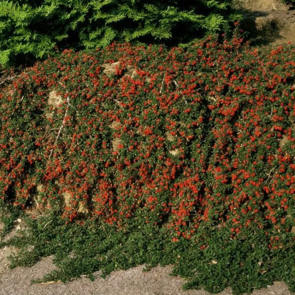 La Green Touch Plantes De Haies | - Cotonéaster rampant 'queen of carpets' x6 – entre 0,38 et 0,5m2