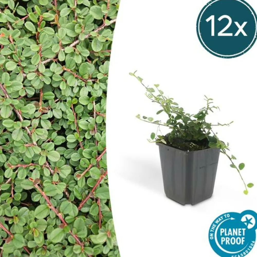 La Green Touch Plantes De Haies | - Cotonéaster rampant 'queen of carpets' x6 – entre 0,38 et 0,5m2