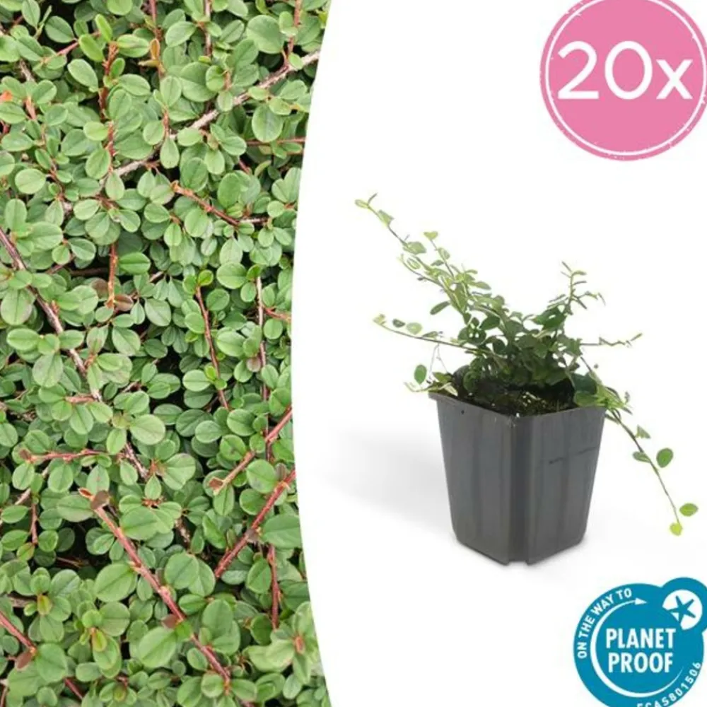 La Green Touch Plantes De Haies | - Cotonéaster rampant 'queen of carpets' x6 – entre 0,38 et 0,5m2