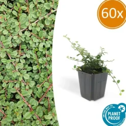 La Green Touch - Cotonéaster rampant 'queen of carpets' x60 – entre 3,75 et 5m2 Outlet