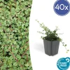 La Green Touch Plantes De Haies | - Cotonéaster rampant 'queen of carpets' x40 – entre 2,5 et 3,33m2