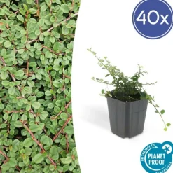 La Green Touch Plantes De Haies | - Cotonéaster rampant 'queen of carpets' x40 – entre 2,5 et 3,33m2