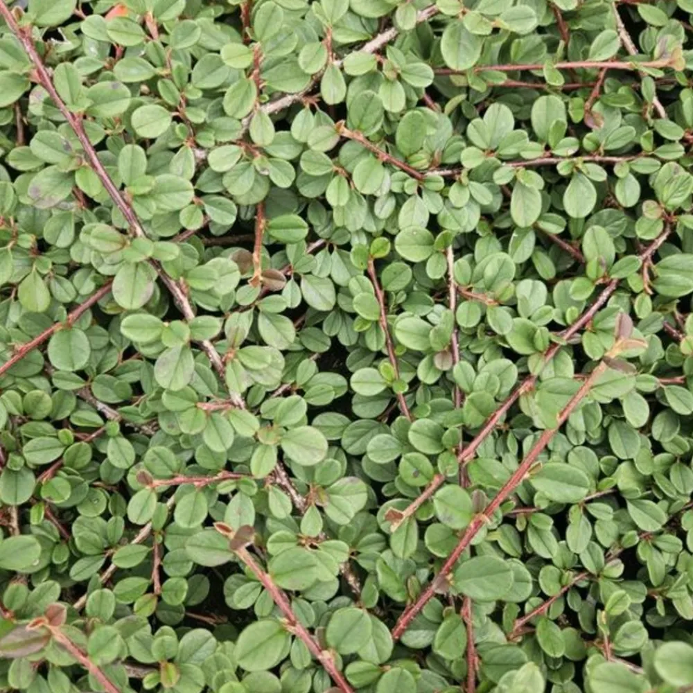 La Green Touch Plantes De Haies | - Cotonéaster rampant 'queen of carpets' x40 – entre 2,5 et 3,33m2