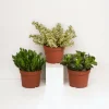 La Green Touch Cactus Et Plantes Grasses | - Crassula, box de 3 plantes h21cm