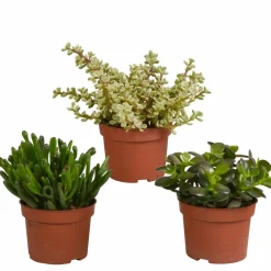 La Green Touch Cactus Et Plantes Grasses | - Crassula, box de 3 plantes h21cm