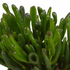 La Green Touch Cactus Et Plantes Grasses | - Crassula, box de 3 plantes h21cm