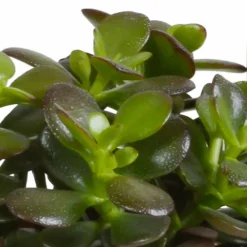 La Green Touch Cactus Et Plantes Grasses | - Crassula, box de 3 plantes h21cm