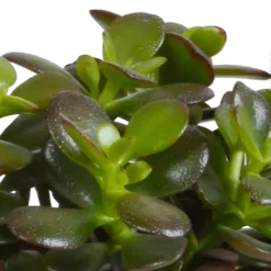 La Green Touch Cactus Et Plantes Grasses | - Crassula, box de 3 plantes h21cm