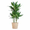 La Green Touch Plantes Vertes | - Dracaena janet lindt et son pot panier naturel - hauteur 95cm