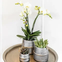 La Green Touch - Duo orchidée phalaenopsis blanche et crassula ovata et leurs caches-pots en céramique argentée Sale
