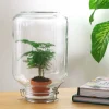 La Green Touch Terrariums Et Compositions | - Easyplant - baby plante sous verre -