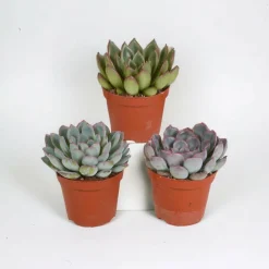 La Green Touch Cactus Et Plantes Grasses | - Echeveria, box de 3 plantes, h15cm