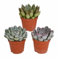 La Green Touch Cactus Et Plantes Grasses | - Echeveria, box de 3 plantes, h15cm