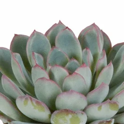 La Green Touch Cactus Et Plantes Grasses | - Echeveria, box de 3 plantes, h15cm