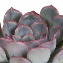 La Green Touch Cactus Et Plantes Grasses | - Echeveria, box de 3 plantes, h15cm