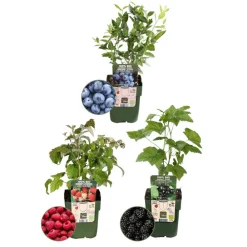La Green Touch - Ensemble de 3 plantes fruitières bio Best