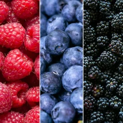 La Green Touch - Ensemble de 3 plantes fruitières bio Best