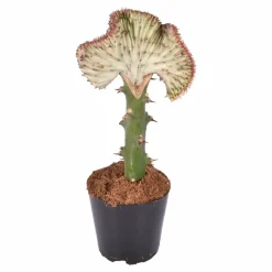 La Green Touch Plantes Vertes | - Euphorbe lactea cristata rood