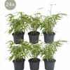 La Green Touch Plantes De Haies | - Fargesia rufa lot de 24 bambou - ø13 cm - ↕25 cm - plante d'extérieur