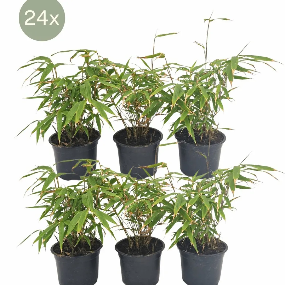 La Green Touch Plantes De Haies | - Fargesia rufa lot de 24 bambou - ø13 cm - ↕25 cm - plante d'extérieur