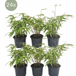 La Green Touch Plantes De Haies | - Fargesia rufa lot de 24 bambou - ø13 cm - ↕25 cm - plante d'extérieur